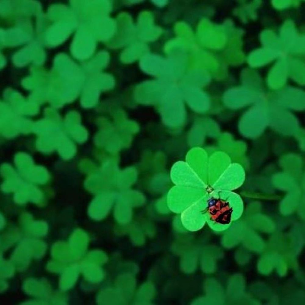 Meet your Posher, Craig